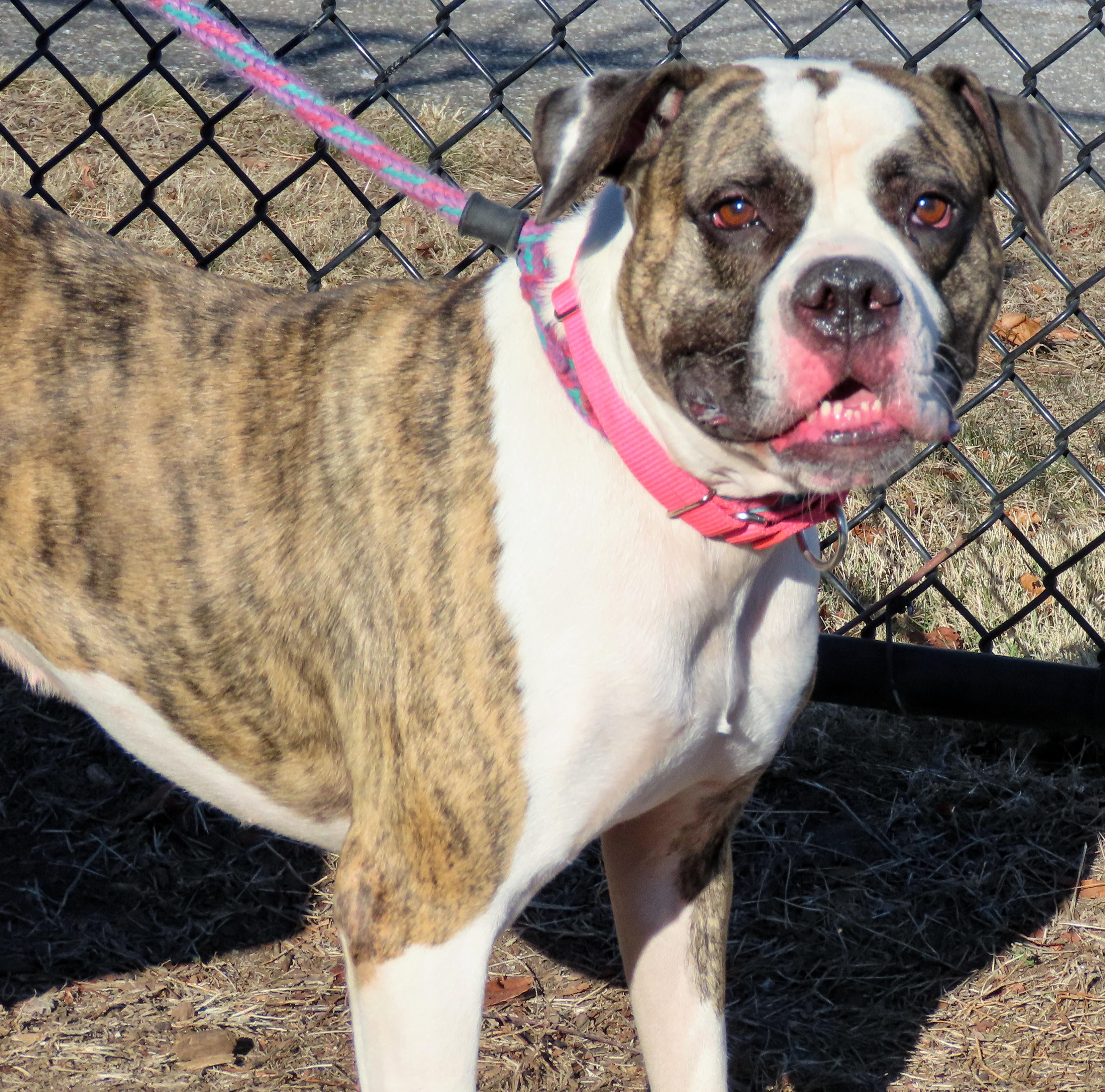 Enlarge 24-472 Julie, a Adoptable American Bulldog in Amityville, NY image 3/6