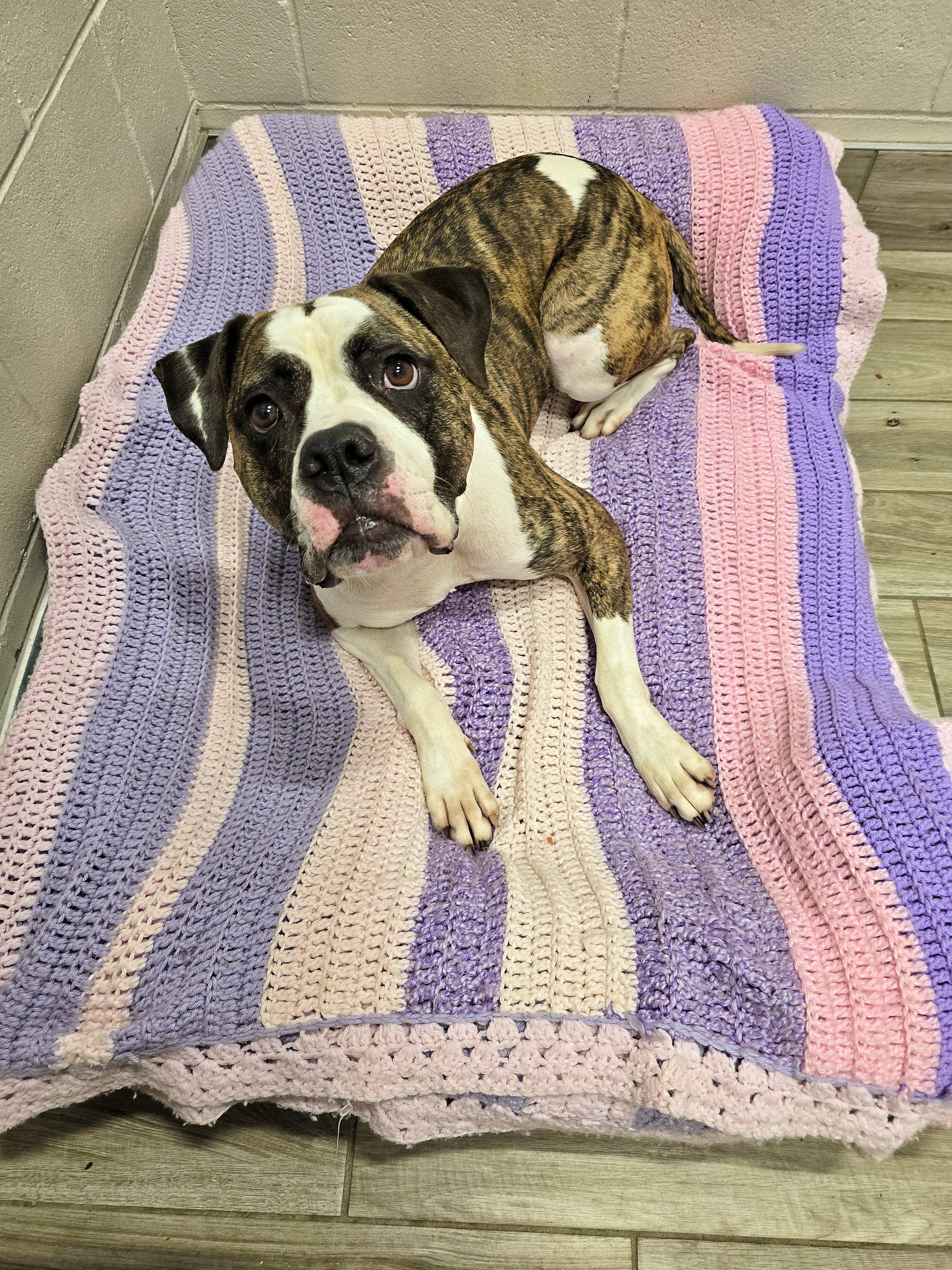 Enlarge 24-472 Julie, a Adoptable American Bulldog in Amityville, NY image 2/6