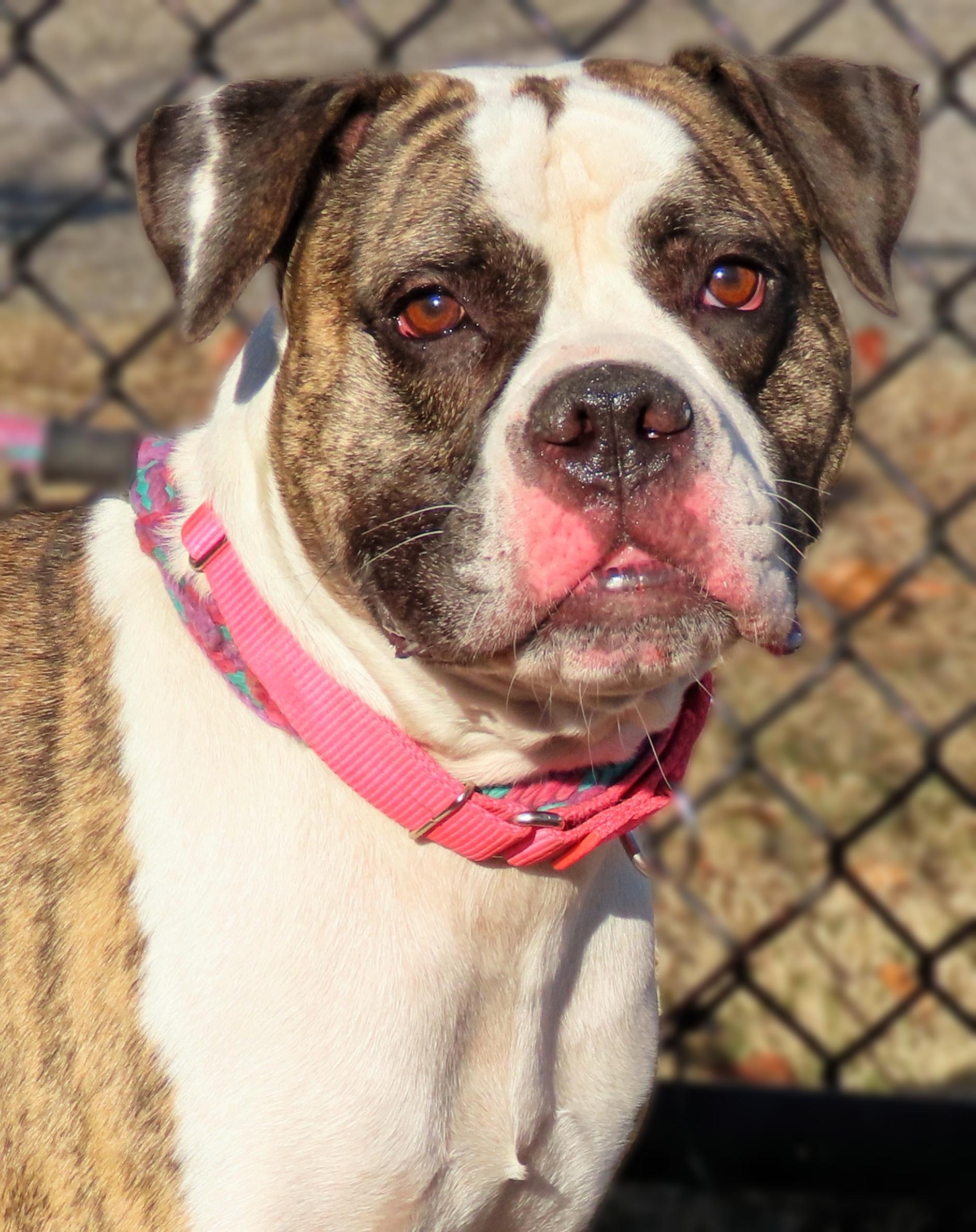 Enlarge 24-472 Julie, a Adoptable American Bulldog in Amityville, NY image 5/6
