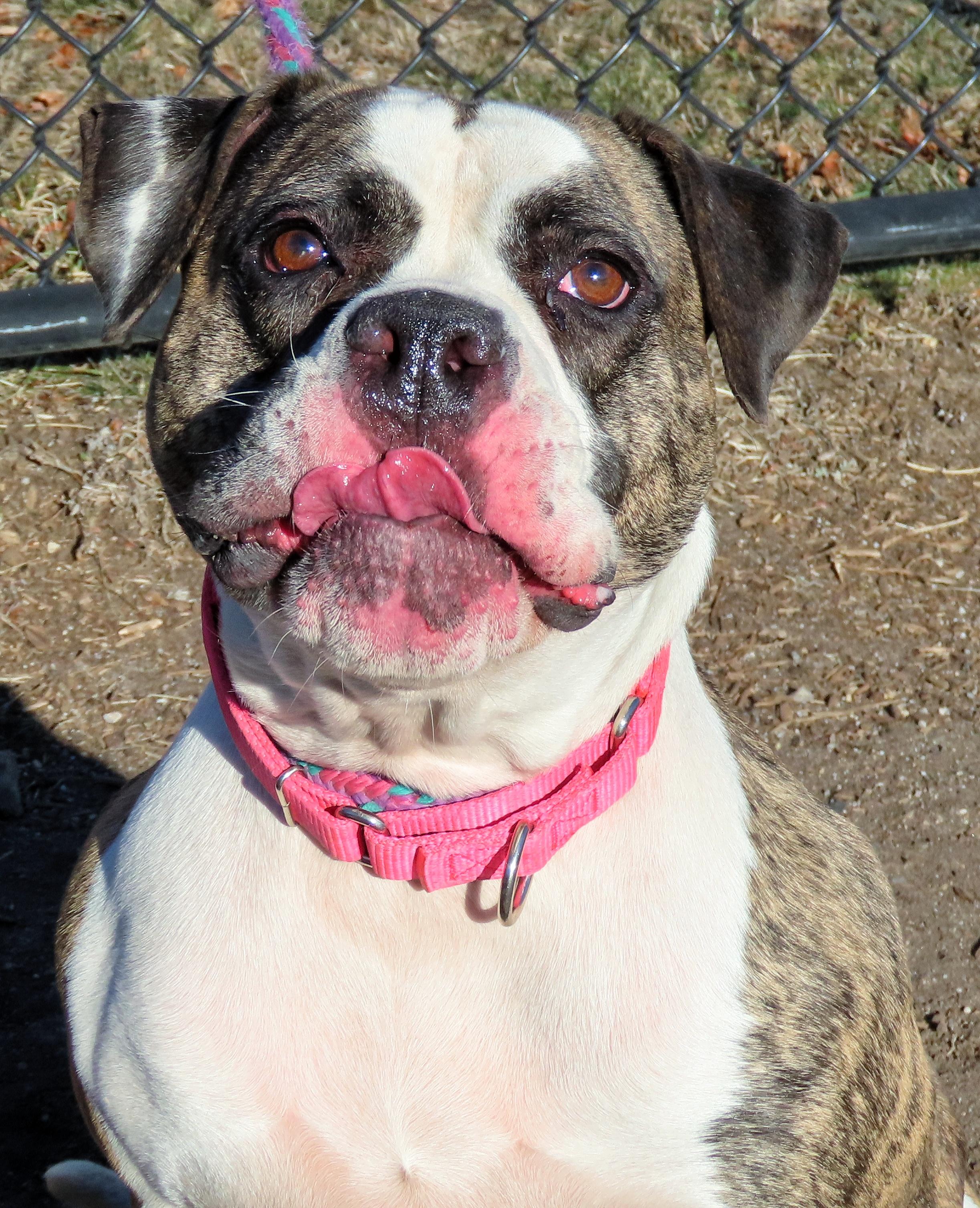 Enlarge 24-472 Julie, a Adoptable American Bulldog in Amityville, NY image 4/6