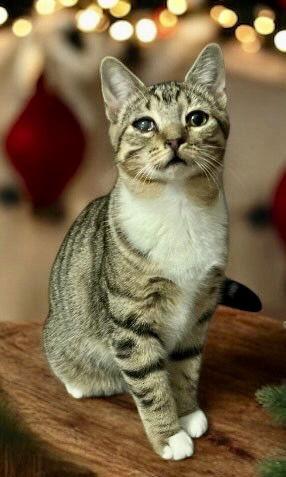 Enlarge Possum, a Adoptable mixed breed in Garner, NC image 1/1