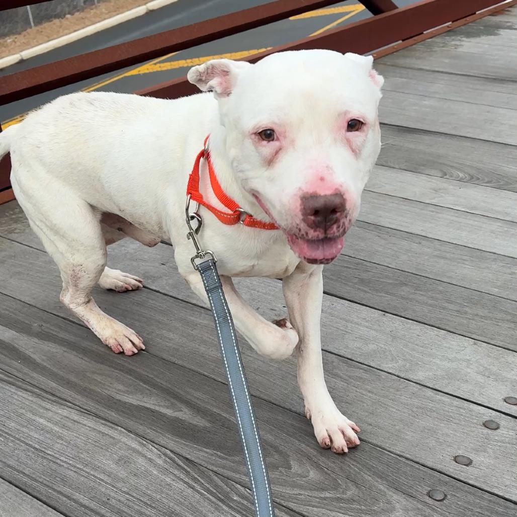 Diesel, Adoptable, Adult Male Pit Bull Terrier.