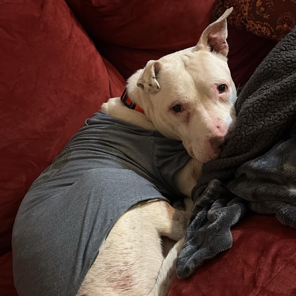 Enlarge Diesel, a Adoptable Pit Bull Terrier in Newark, NJ image 3/6