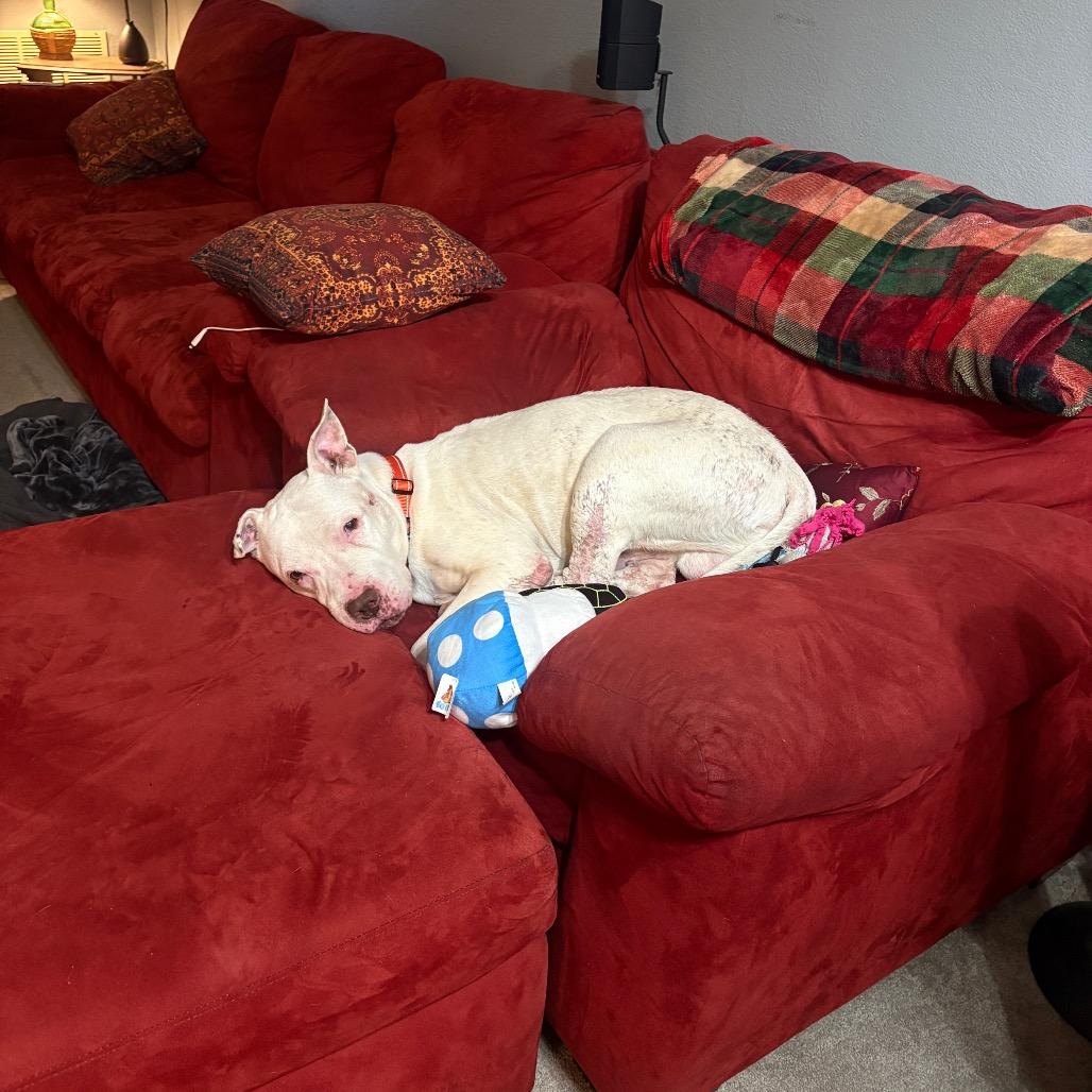 Enlarge Diesel, a Adoptable Pit Bull Terrier in Newark, NJ image 4/6