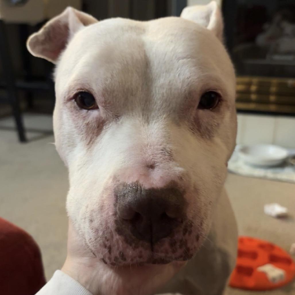 Enlarge Diesel, a Adoptable Pit Bull Terrier in Newark, NJ image 5/6