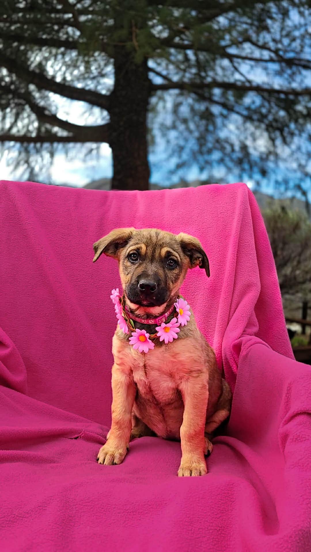 Enlarge Breezy, a ADOPTABLE mixed breed in Temecula, CA image 1/3