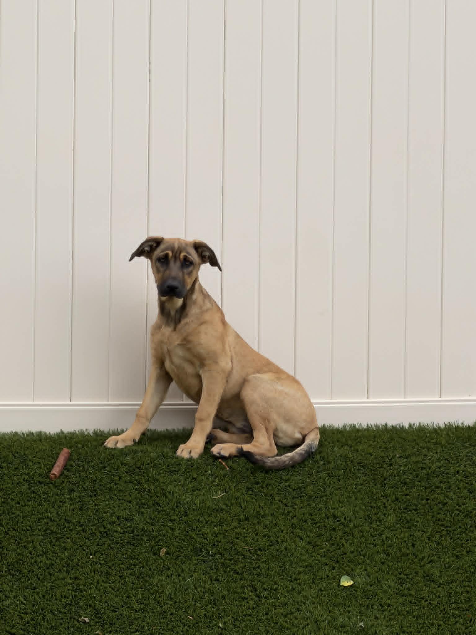 Breezy, a ADOPTABLE mixed breed in Temecula, CA image 5/6