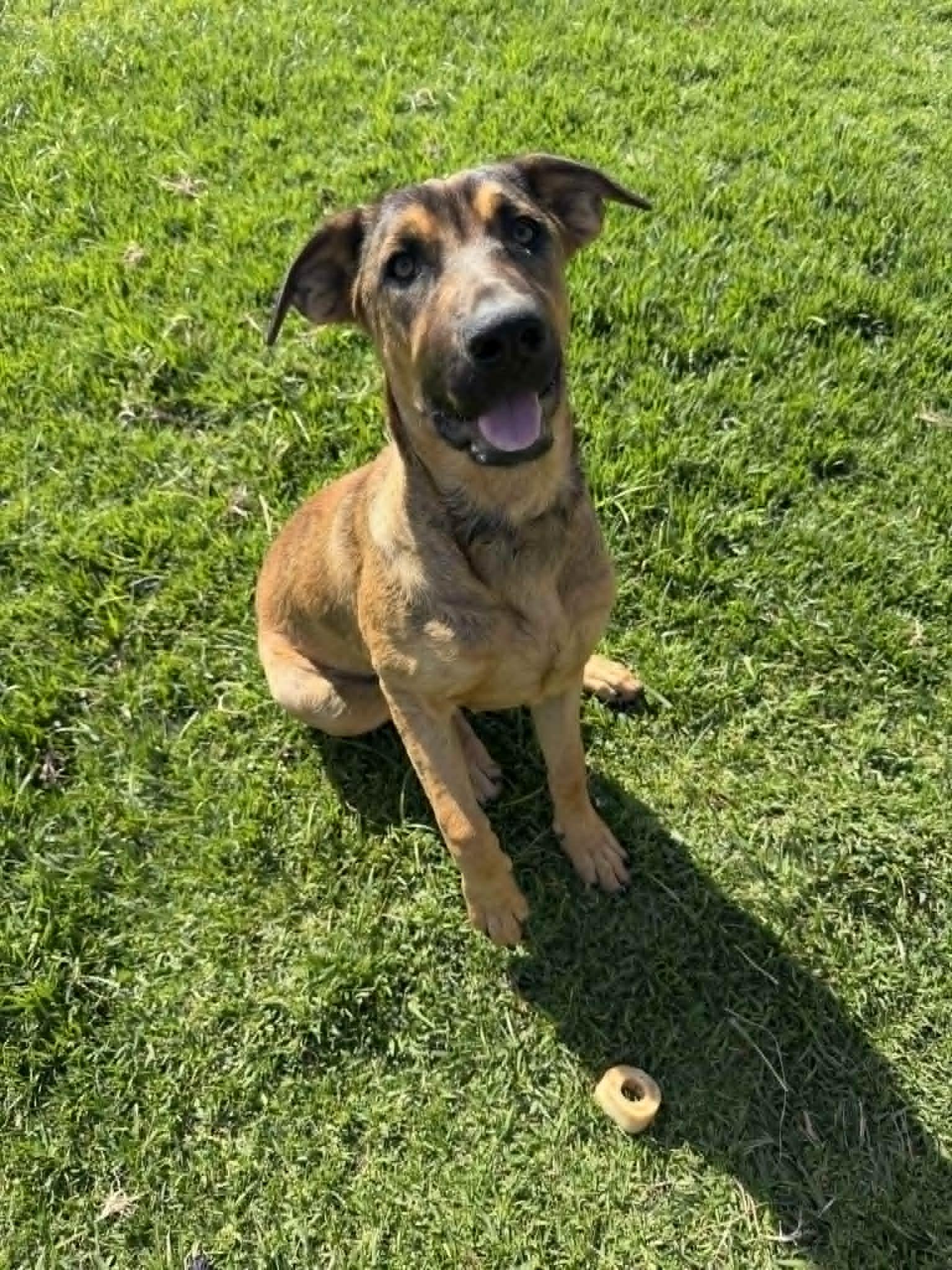 Enlarge Breezy, a ADOPTABLE mixed breed in Temecula, CA image 3/6