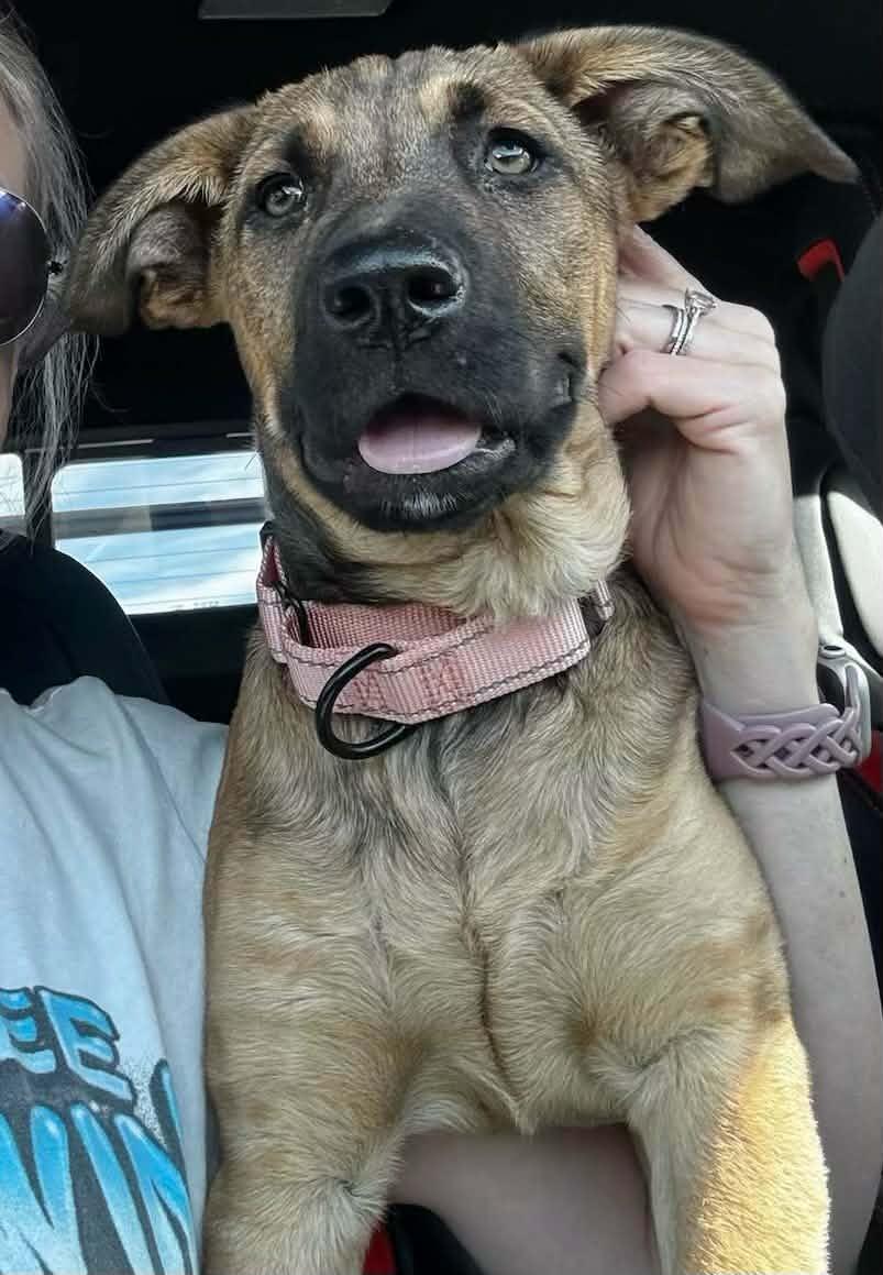 Enlarge Breezy, a ADOPTABLE mixed breed in Temecula, CA image 5/6