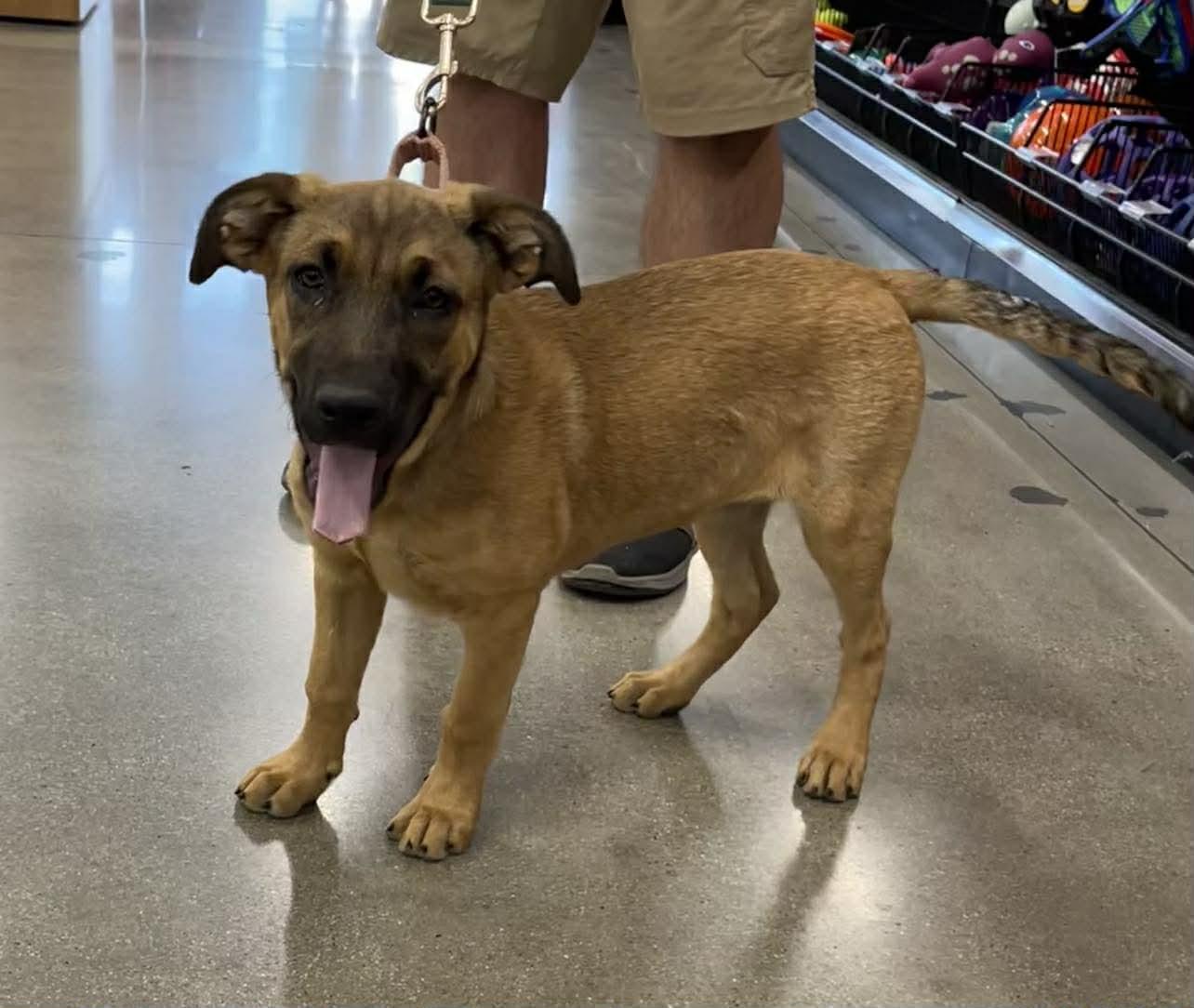 Enlarge Breezy, a ADOPTABLE mixed breed in Temecula, CA image 6/6