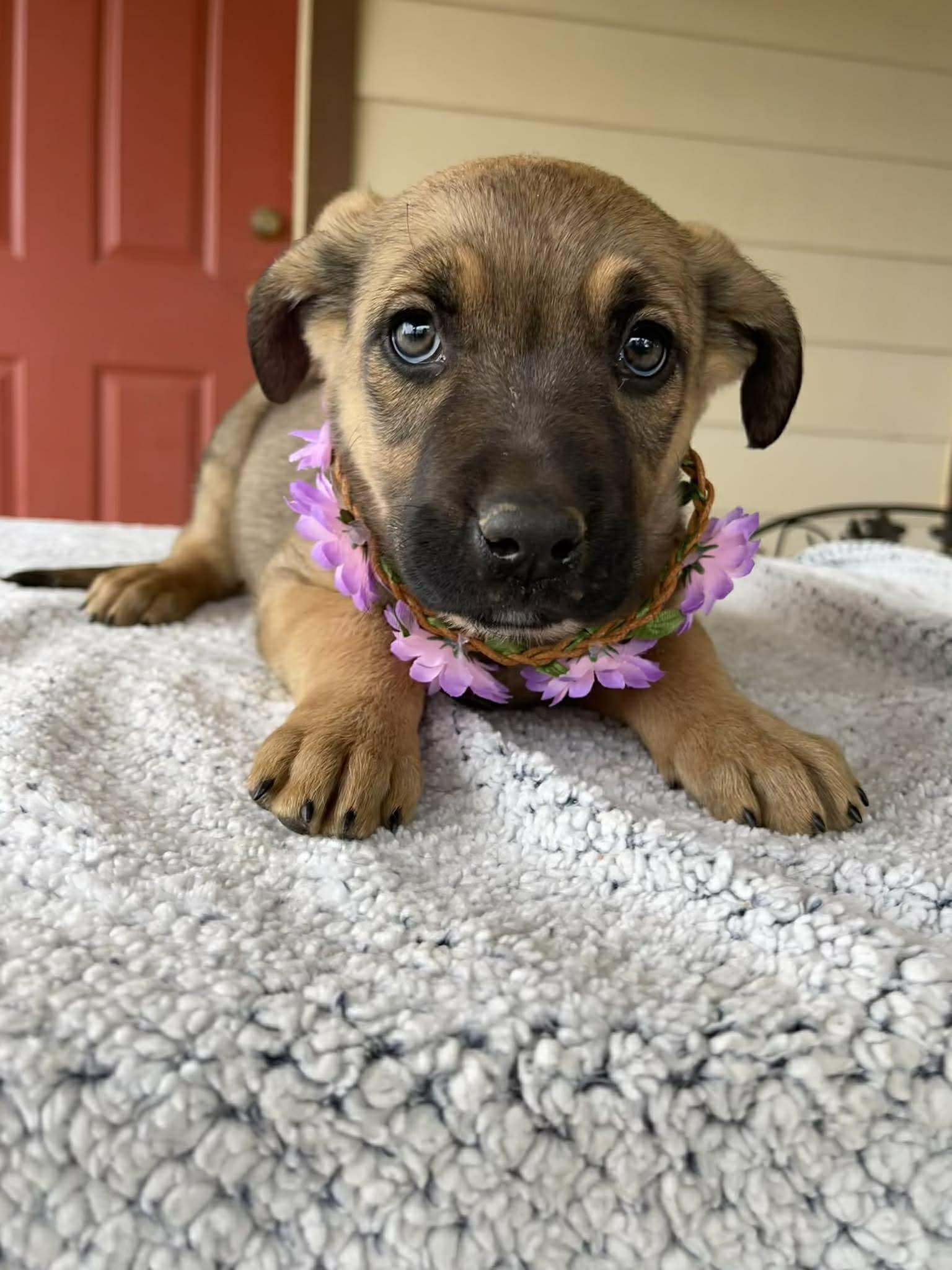 Enlarge Breezy, a ADOPTABLE mixed breed in Temecula, CA image 2/3