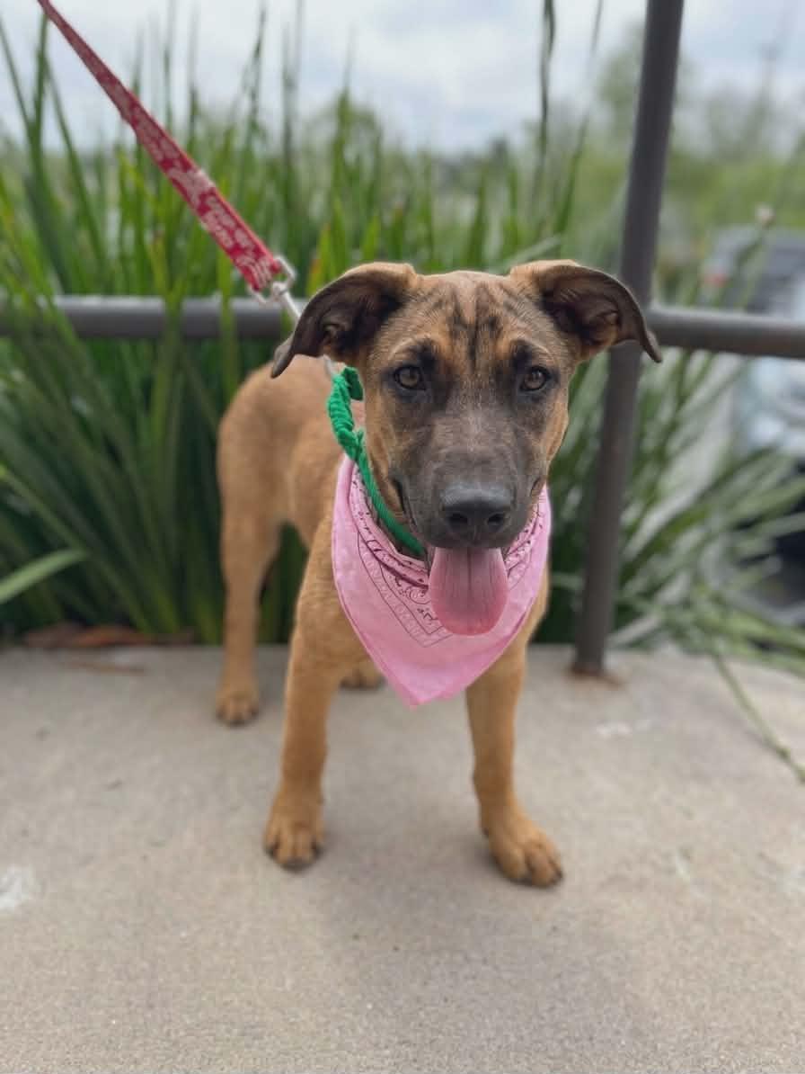 Enlarge Breezy, a ADOPTABLE mixed breed in Temecula, CA image 1/6