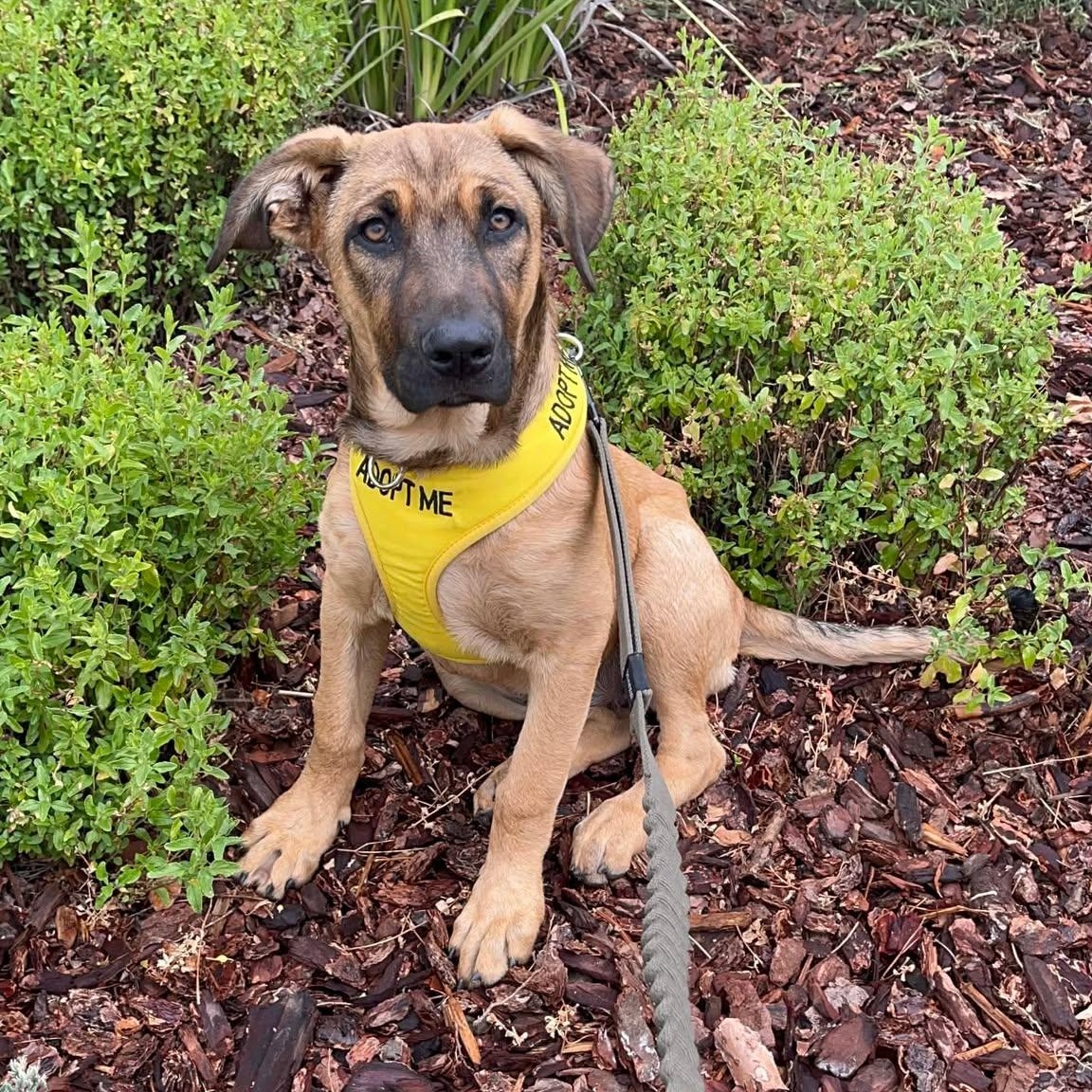 Breezy, ADOPTABLE, Puppy Female Shepherd & Labrador Retriever.