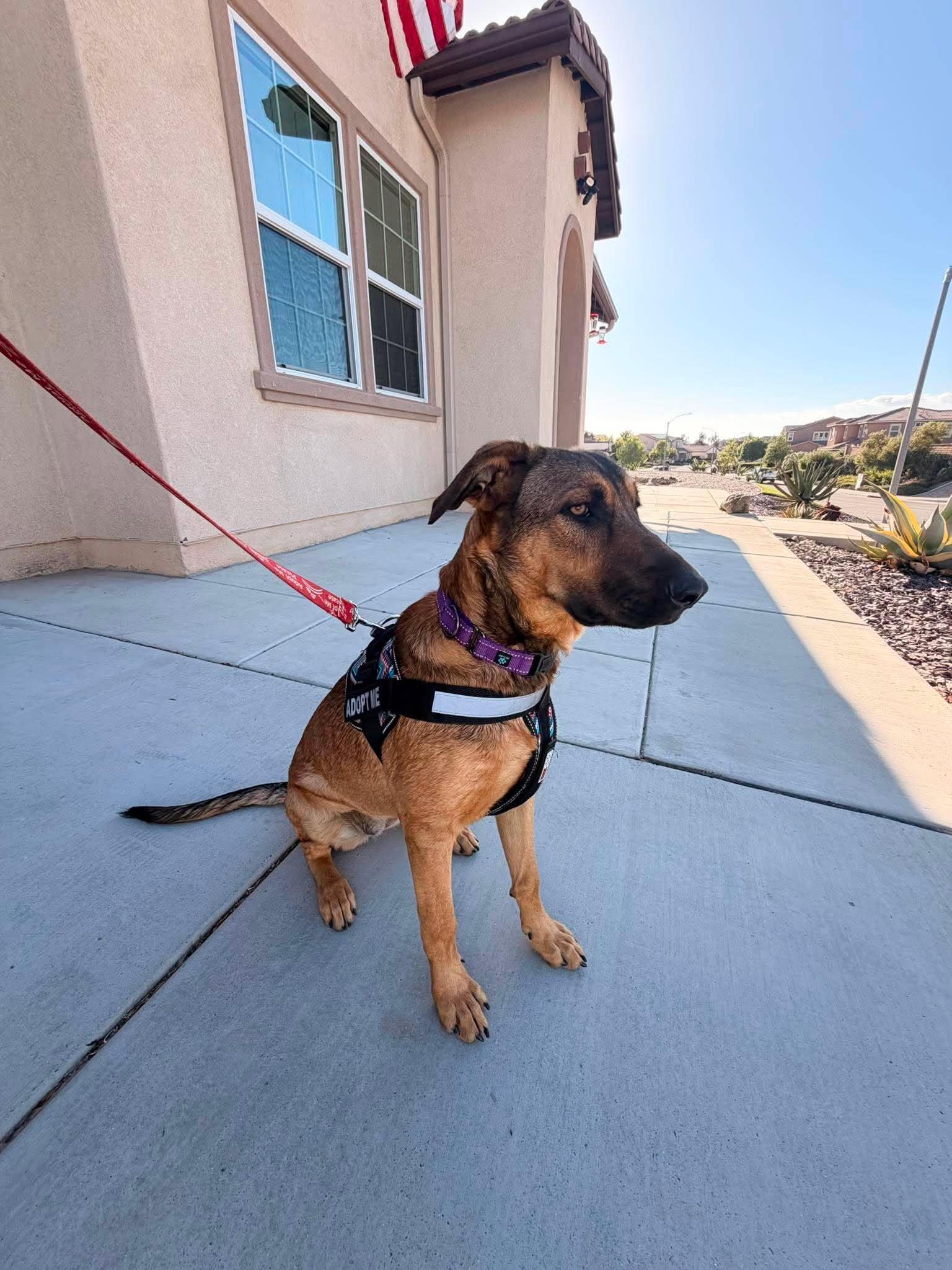 Breezy, ADOPTABLE, Puppy Female German Shepherd Dog & Labrador Retriever.