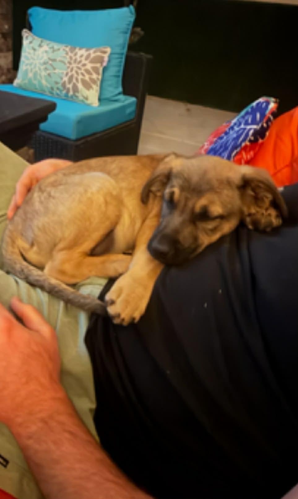 Enlarge Breezy, a ADOPTABLE mixed breed in Temecula, CA image 4/6