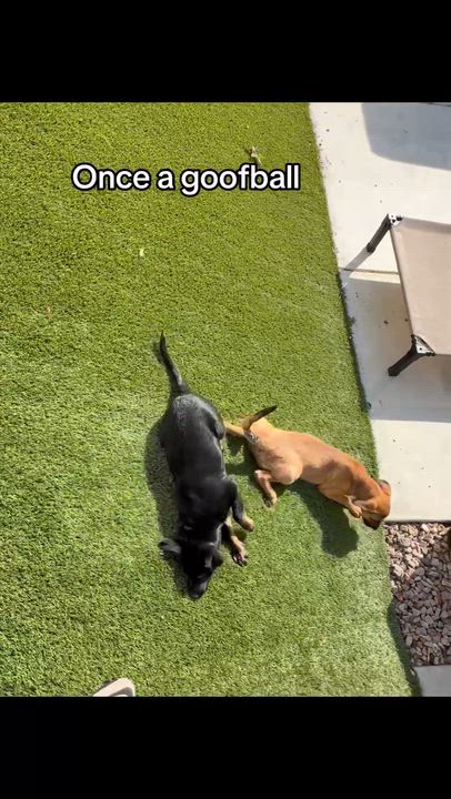 Enlarge Breezy, a ADOPTABLE mixed breed in Temecula, CA video 6/6