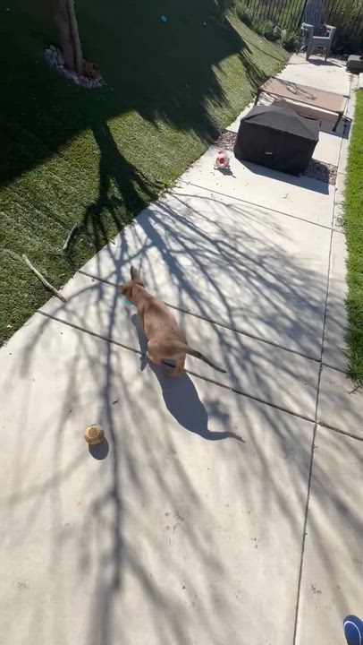 Enlarge Breezy, a ADOPTABLE mixed breed in Temecula, CA video 3/3