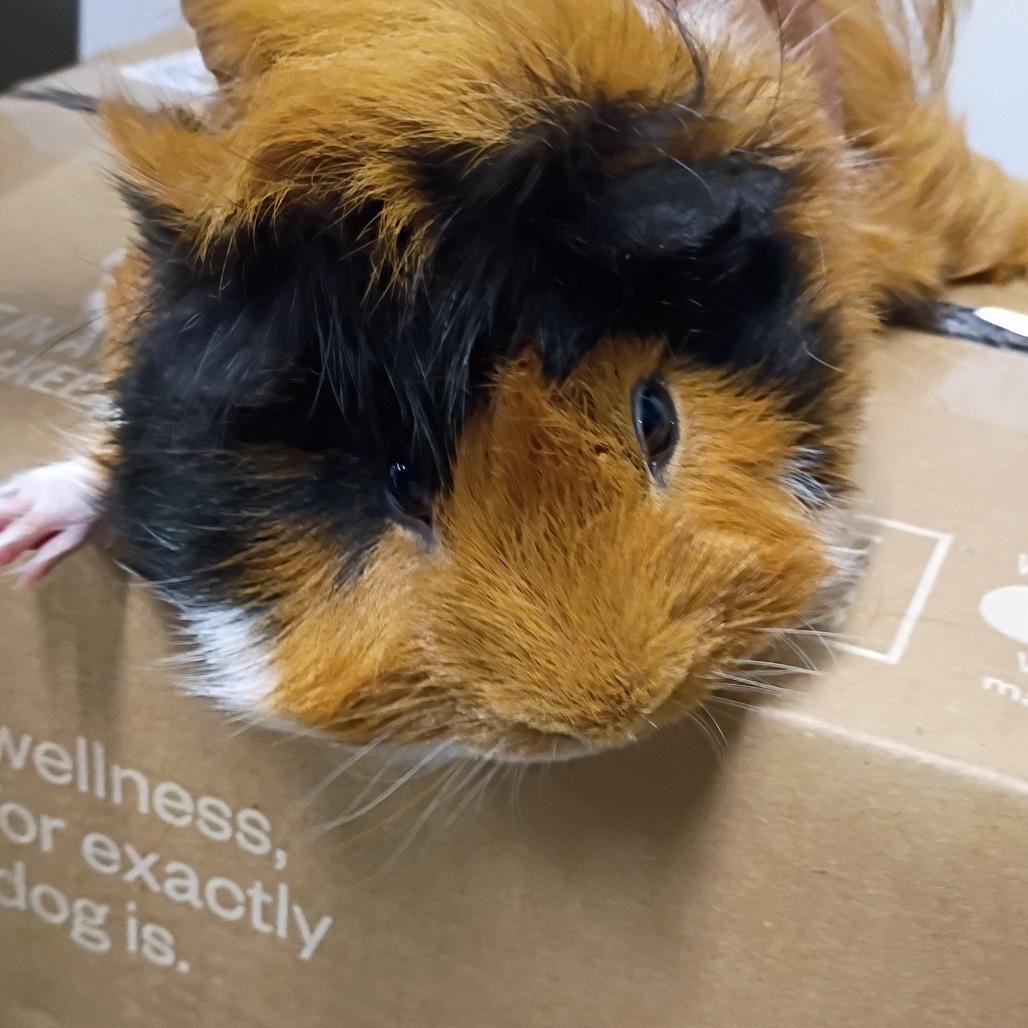 Beryl, Adoptable, Young Male Guinea Pig & Guinea Pig.