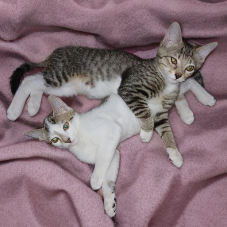 Franklin and Frazier