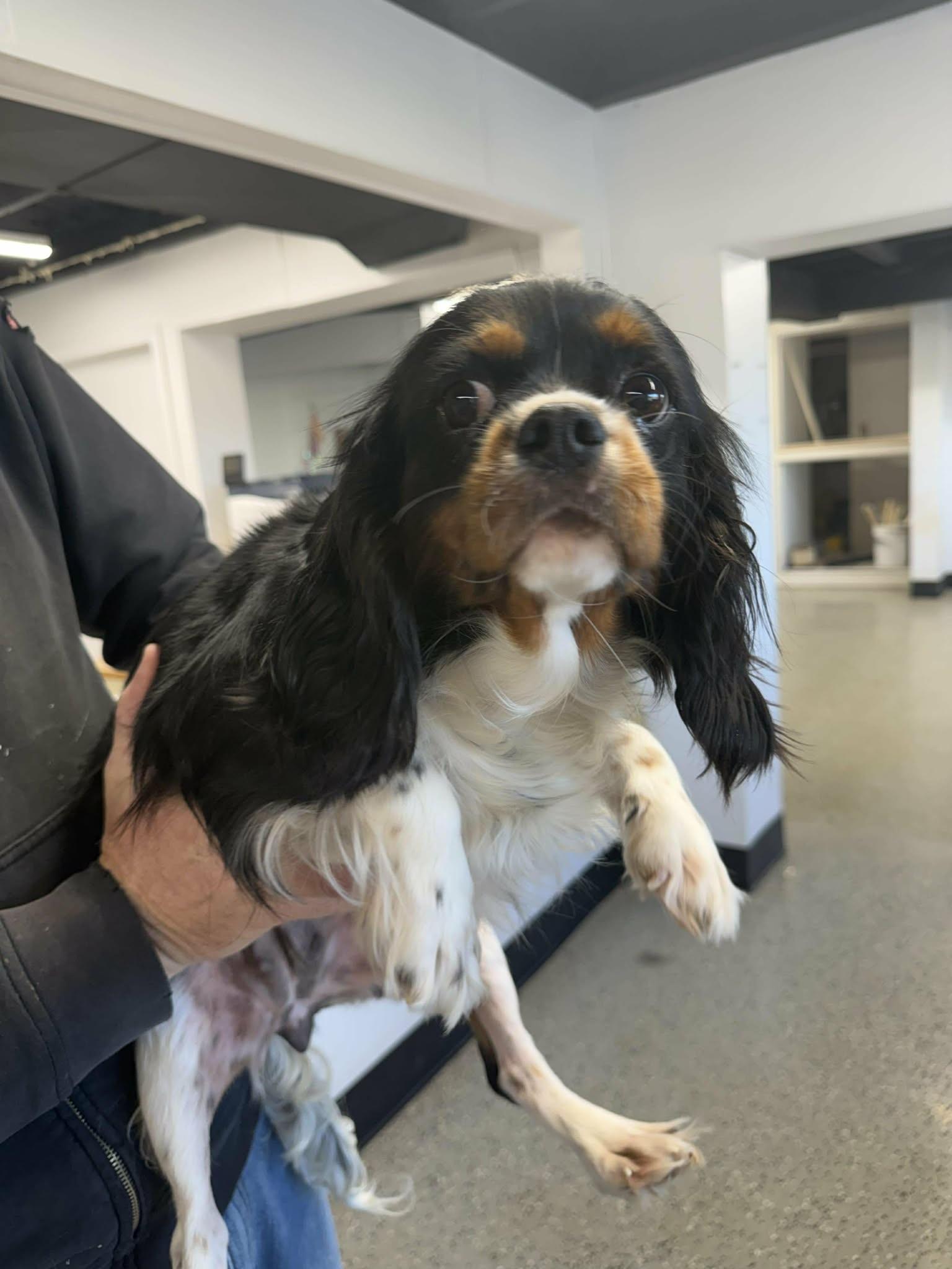 Enlarge Charm, a ADOPTABLE Cavalier King Charles Spaniel in Kansas City, MO image 1/1