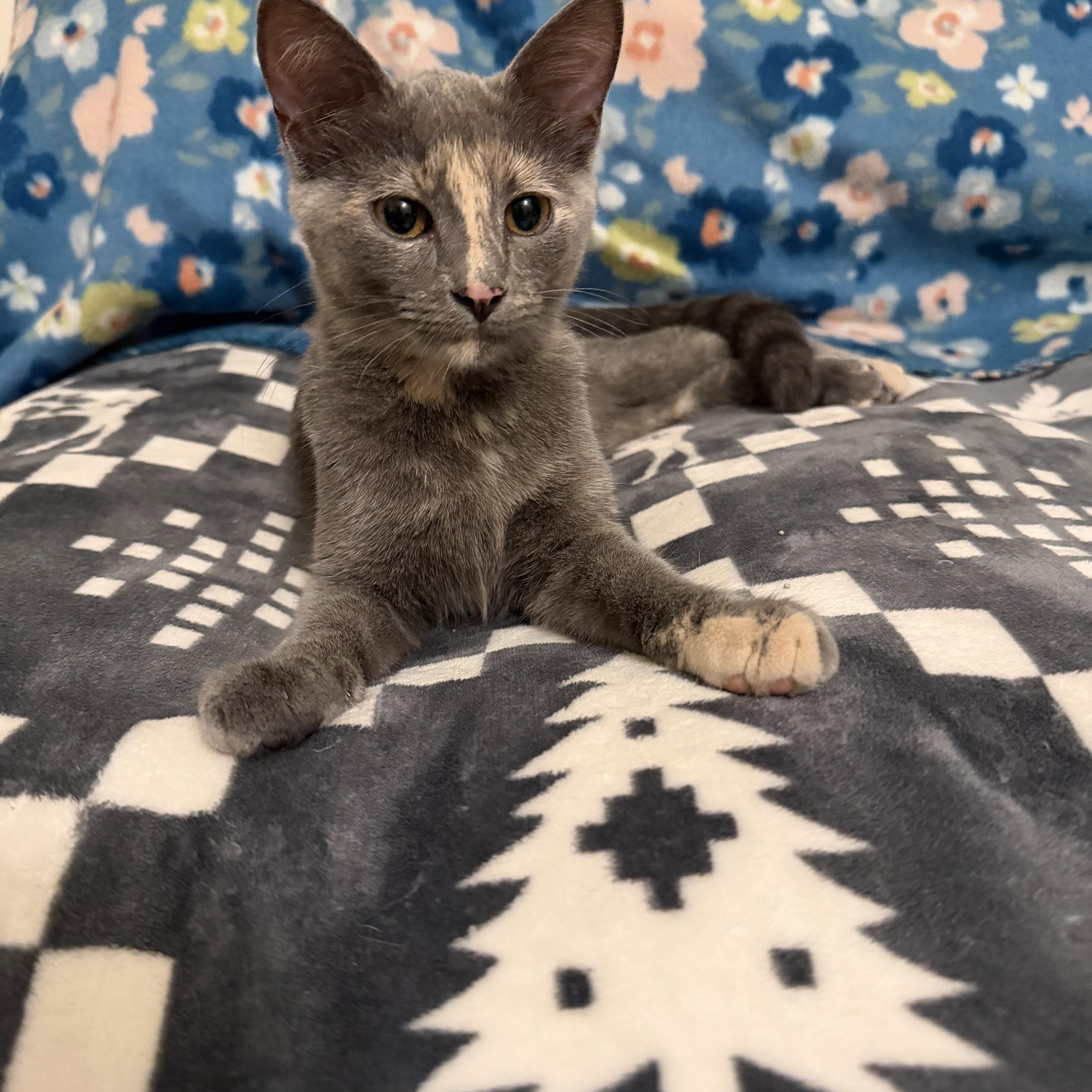 Lainey, Adoptable, Kitten Female Dilute Tortoiseshell.
