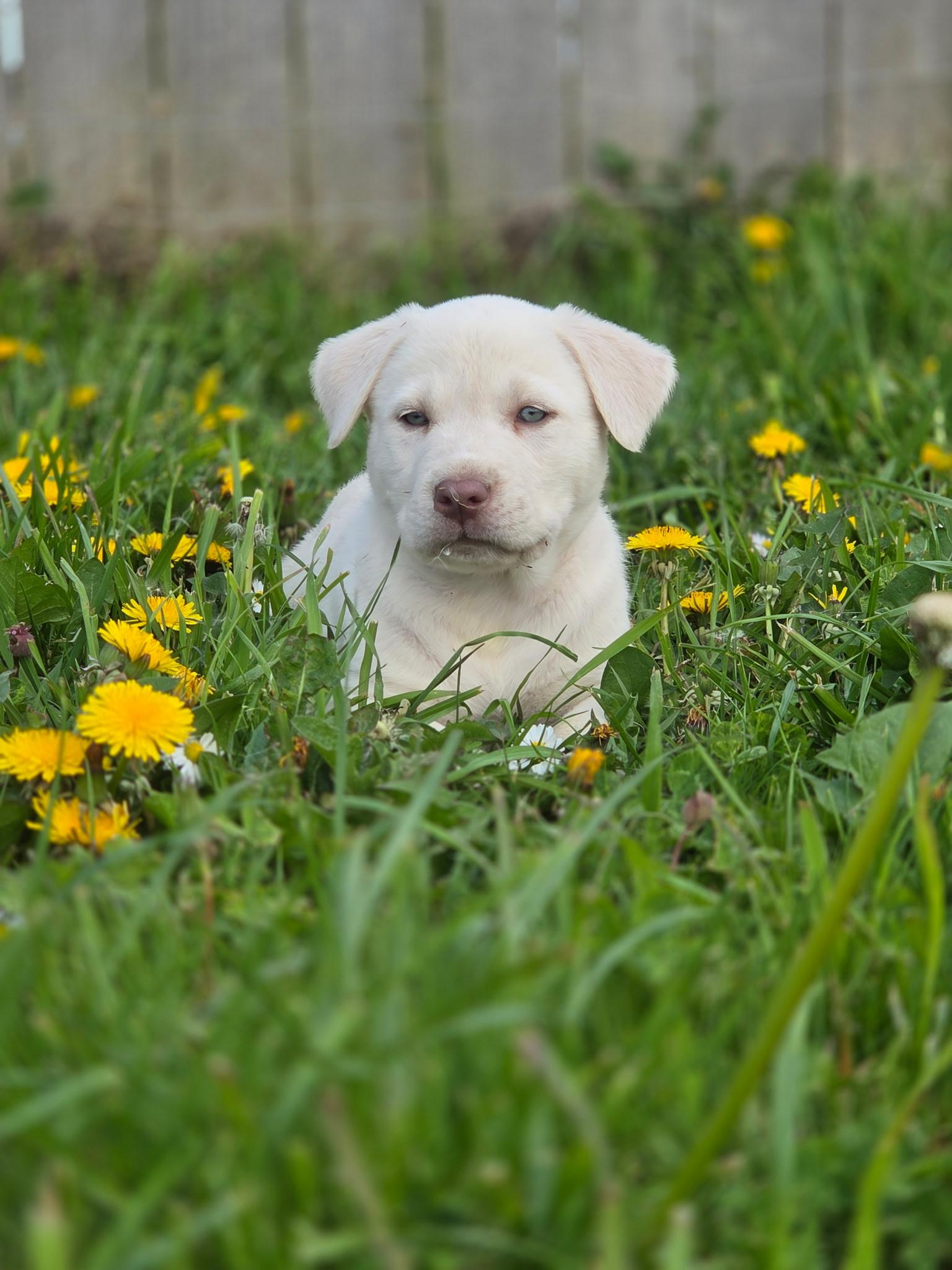 Frankie, adopted, Puppy Female Labrador Retriever & American Bully.