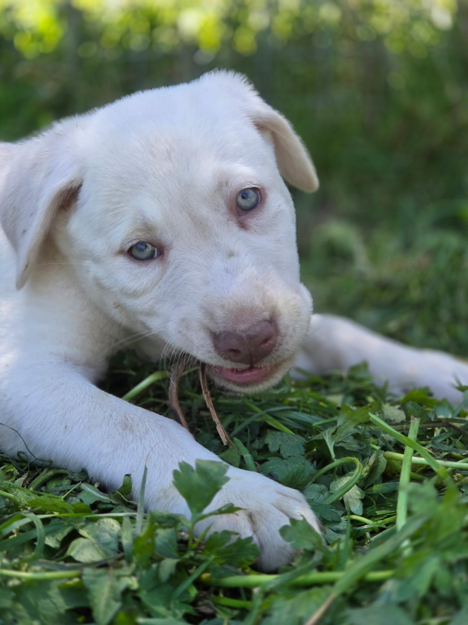 Frankie, an adopted mixed breed in Port Angeles, WA image 3/4