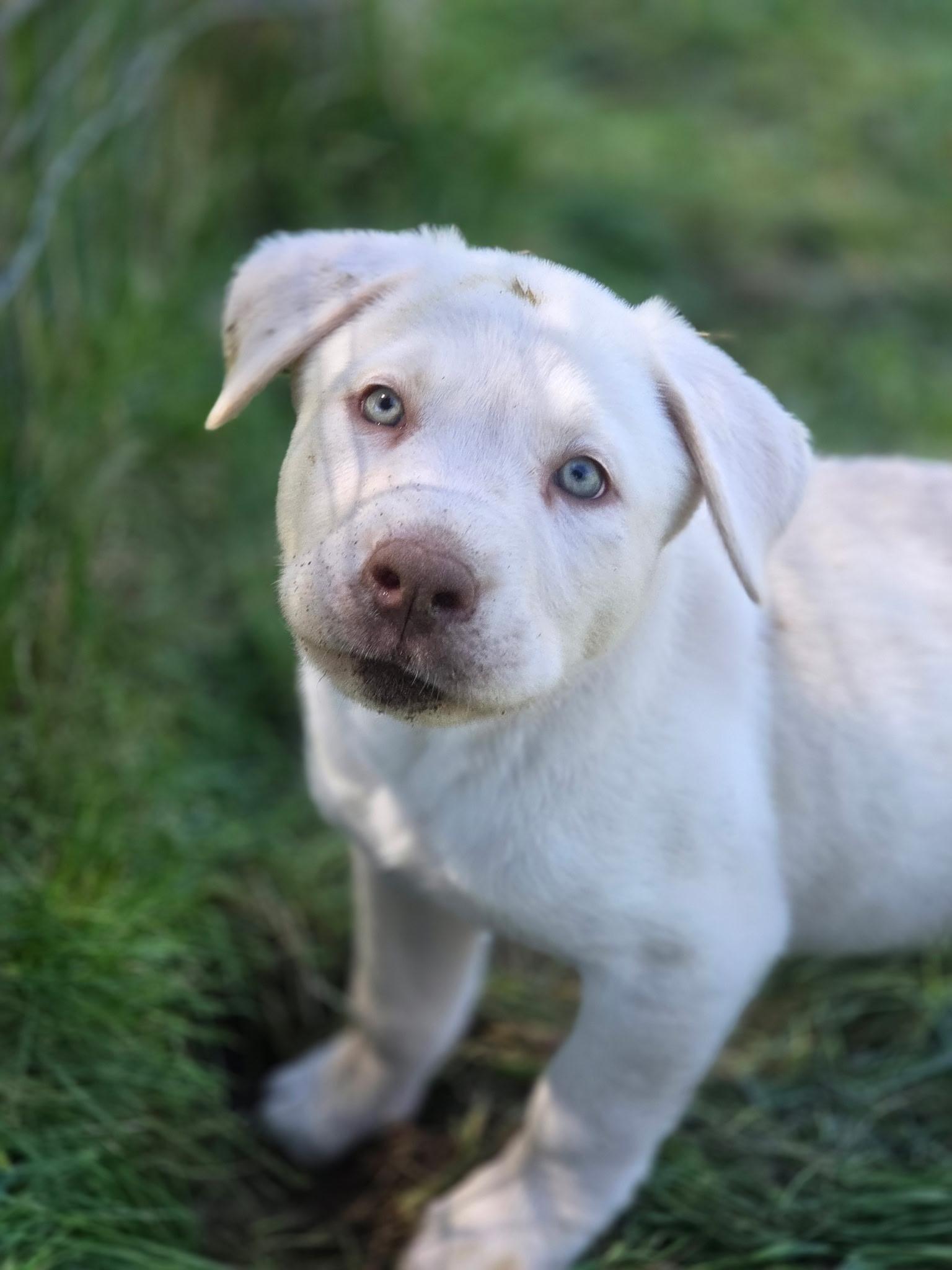 Frankie, an adopted mixed breed in Port Angeles, WA image 2/4