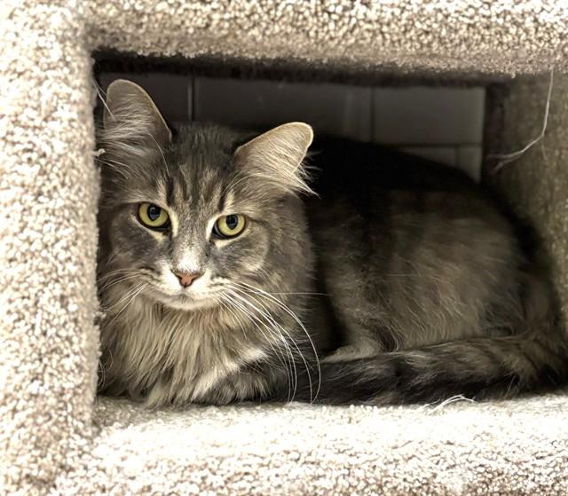 LUANA, Adoptable, Adult Female Domestic Long Hair.