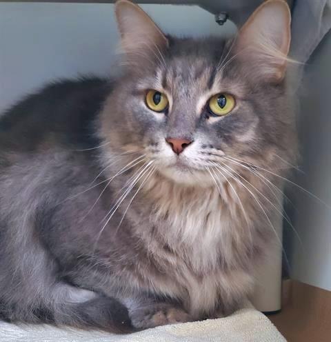 LUANA, Adoptable, Adult Female Domestic Long Hair.
