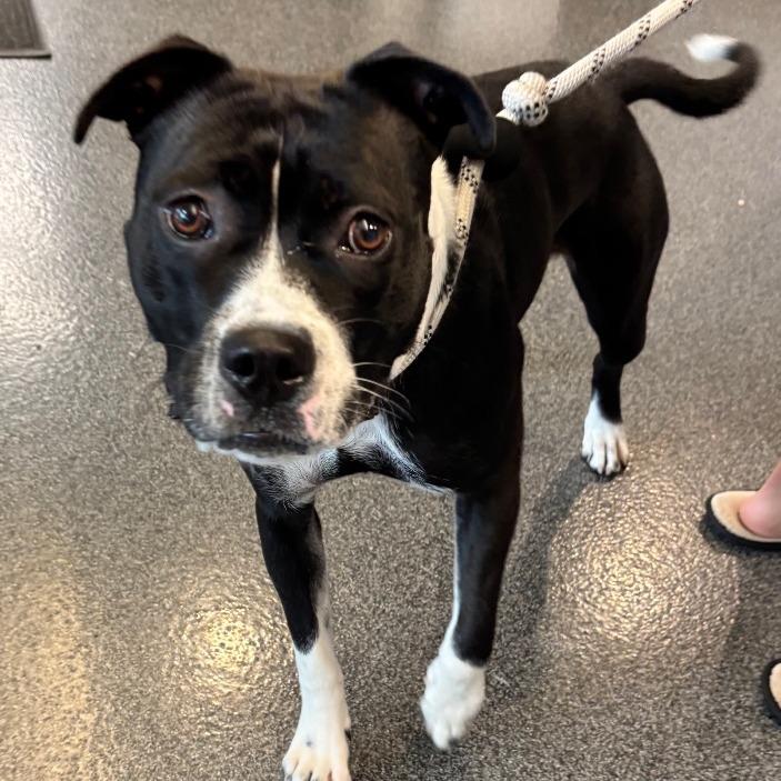 Lucy Lou, Adoptable, Young Female Mixed Breed.