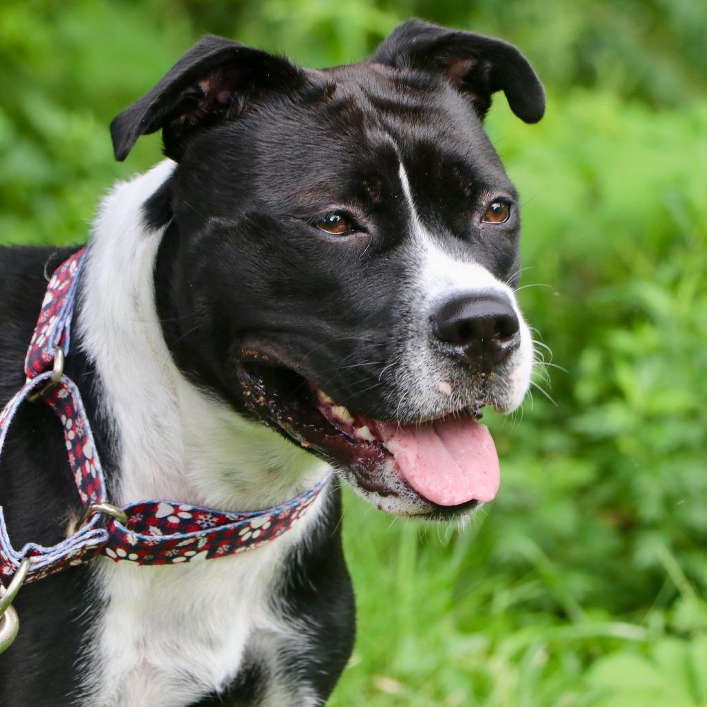 Enlarge Lucy Lou, a Adoptable Mixed Breed in Allentown, PA image 2/3