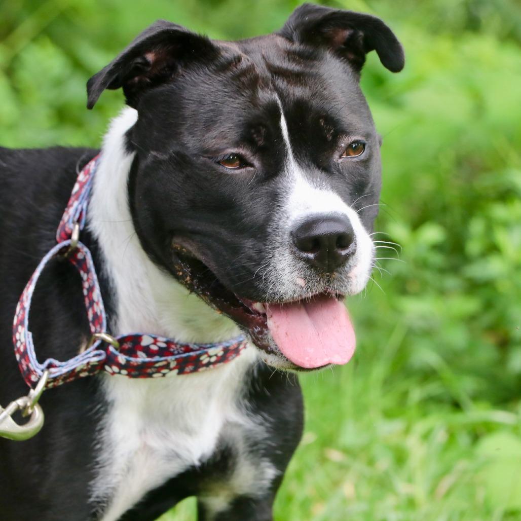 Enlarge Lucy Lou, a Adoptable Mixed Breed in Allentown, PA image 3/3