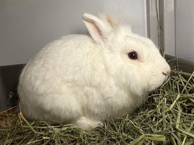 RANDY, Adoptable, Young Male Hotot.