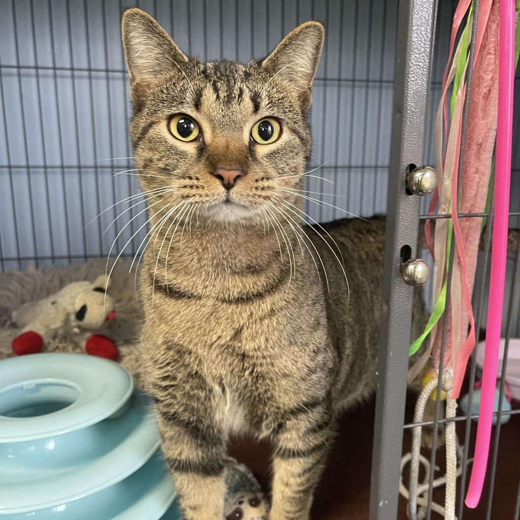 Izzie, Adoptable, Adult Female Domestic Short Hair.