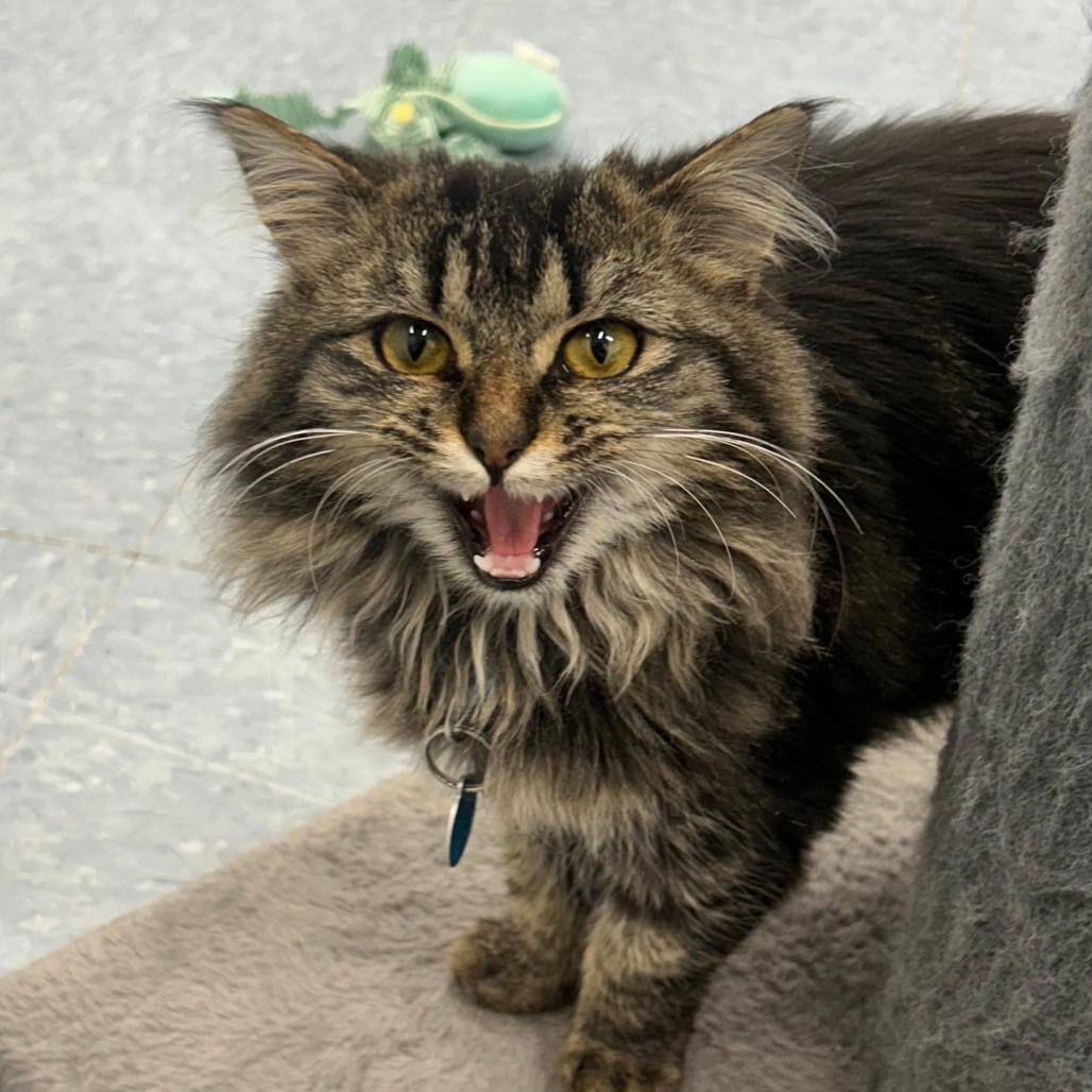 Bubbles, a Adoptable Domestic Long Hair in Buffalo, WY image 1/6