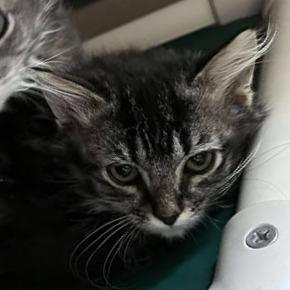 Bubbles, Adoptable, Young Female Domestic Long Hair.