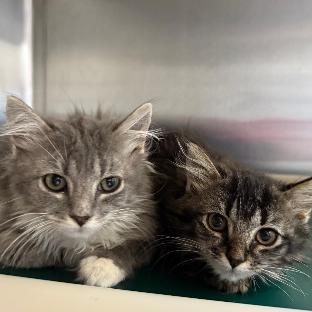 Bubbles, a Adoptable Domestic Long Hair in Buffalo, WY image 2/5
