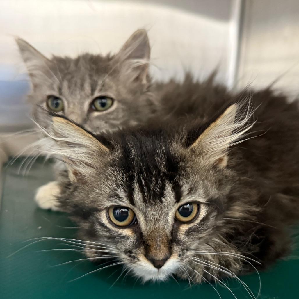 Bubbles, a Adoptable Domestic Long Hair in Buffalo, WY image 3/5