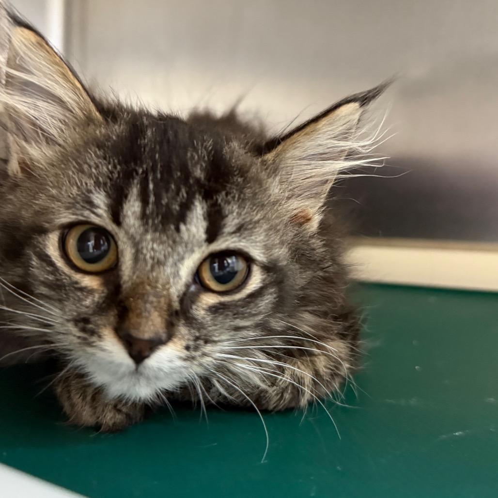 Bubbles, a Adoptable Domestic Long Hair in Buffalo, WY image 4/5
