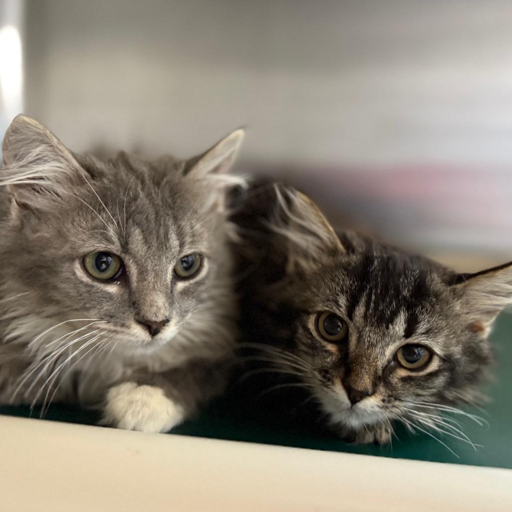 Bubbles, a Adoptable Domestic Long Hair in Buffalo, WY image 5/5