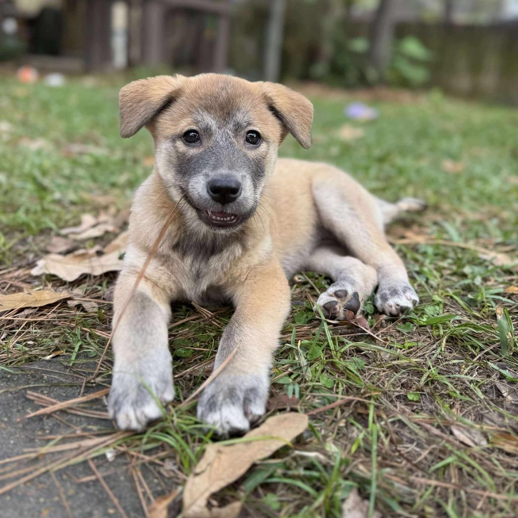 Enlarge Cera, a ADOPTABLE mixed breed in Spring, TX image 1/3