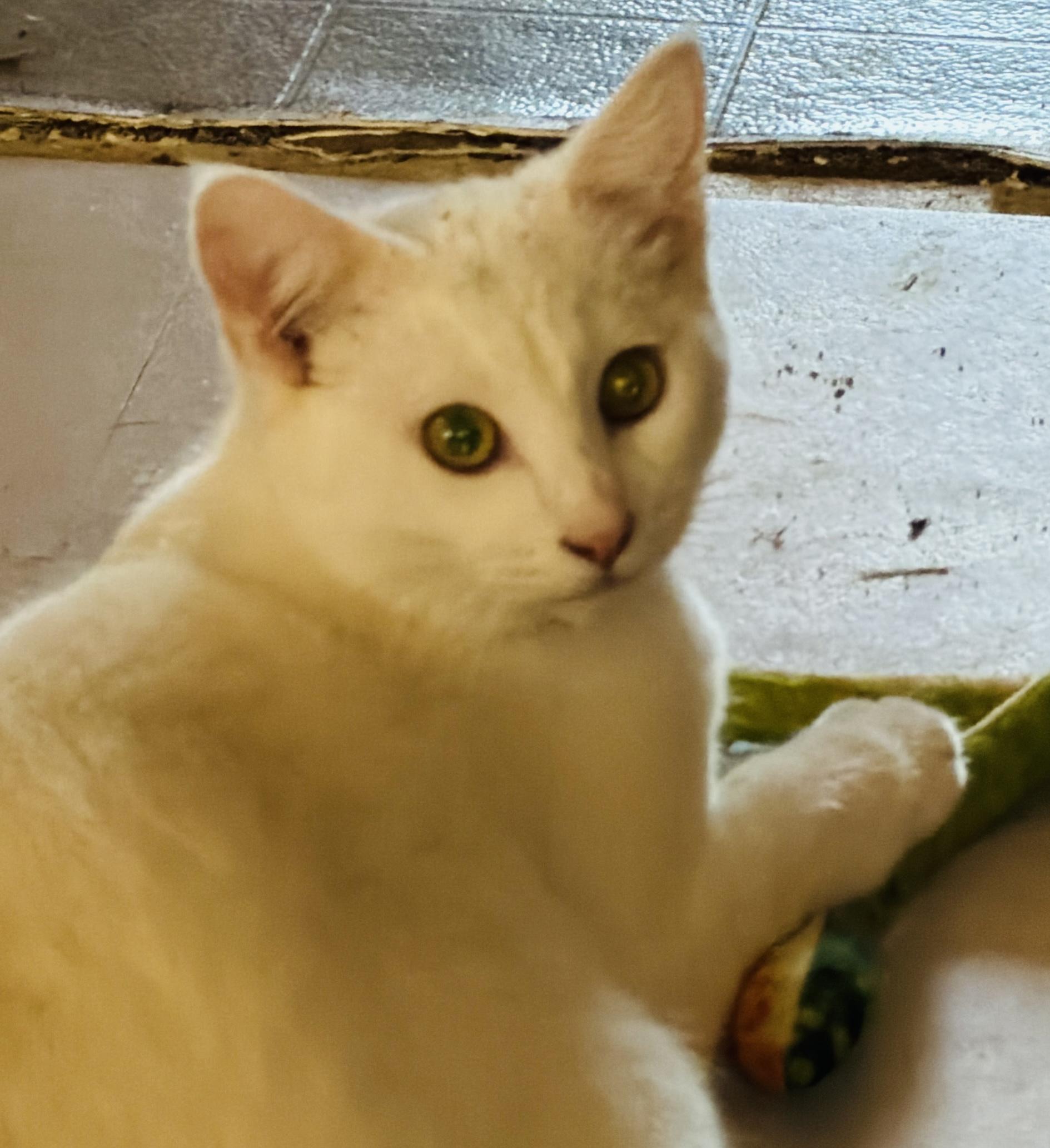 Enlarge Mercutio, a Adoptable Domestic Short Hair in Tillamook, OR image 2/6