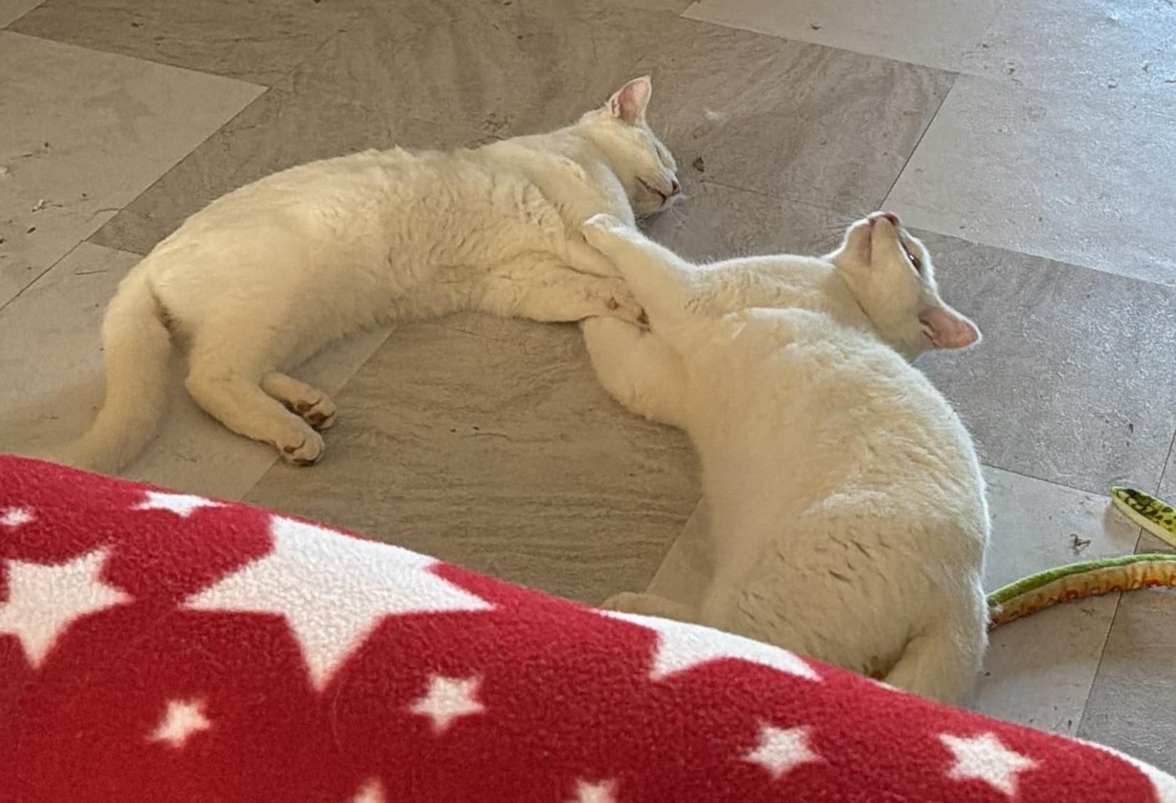 Enlarge Mercutio, a Adoptable Domestic Short Hair in Tillamook, OR image 3/6