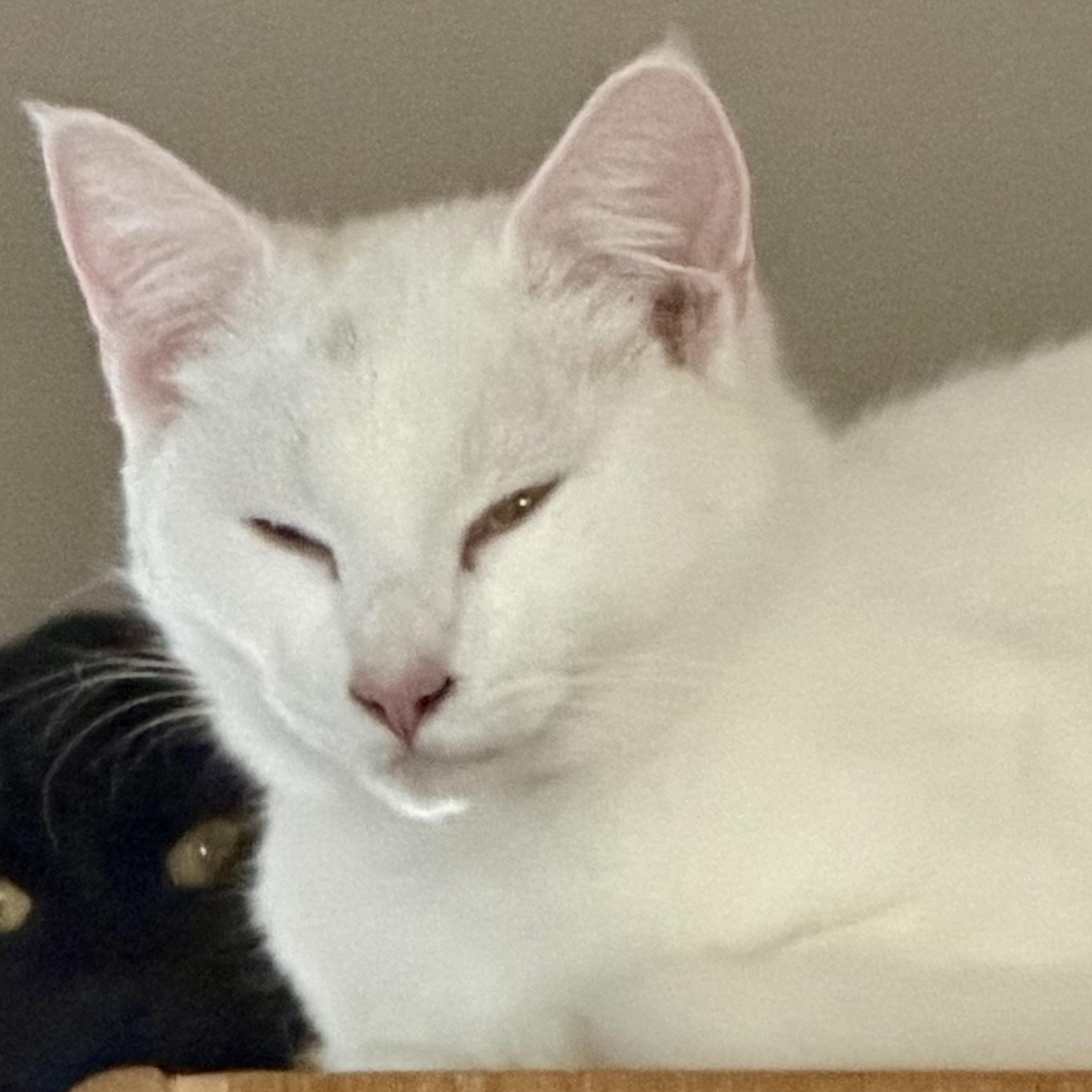 Enlarge Mercutio, a Adoptable Domestic Short Hair in Tillamook, OR image 1/6