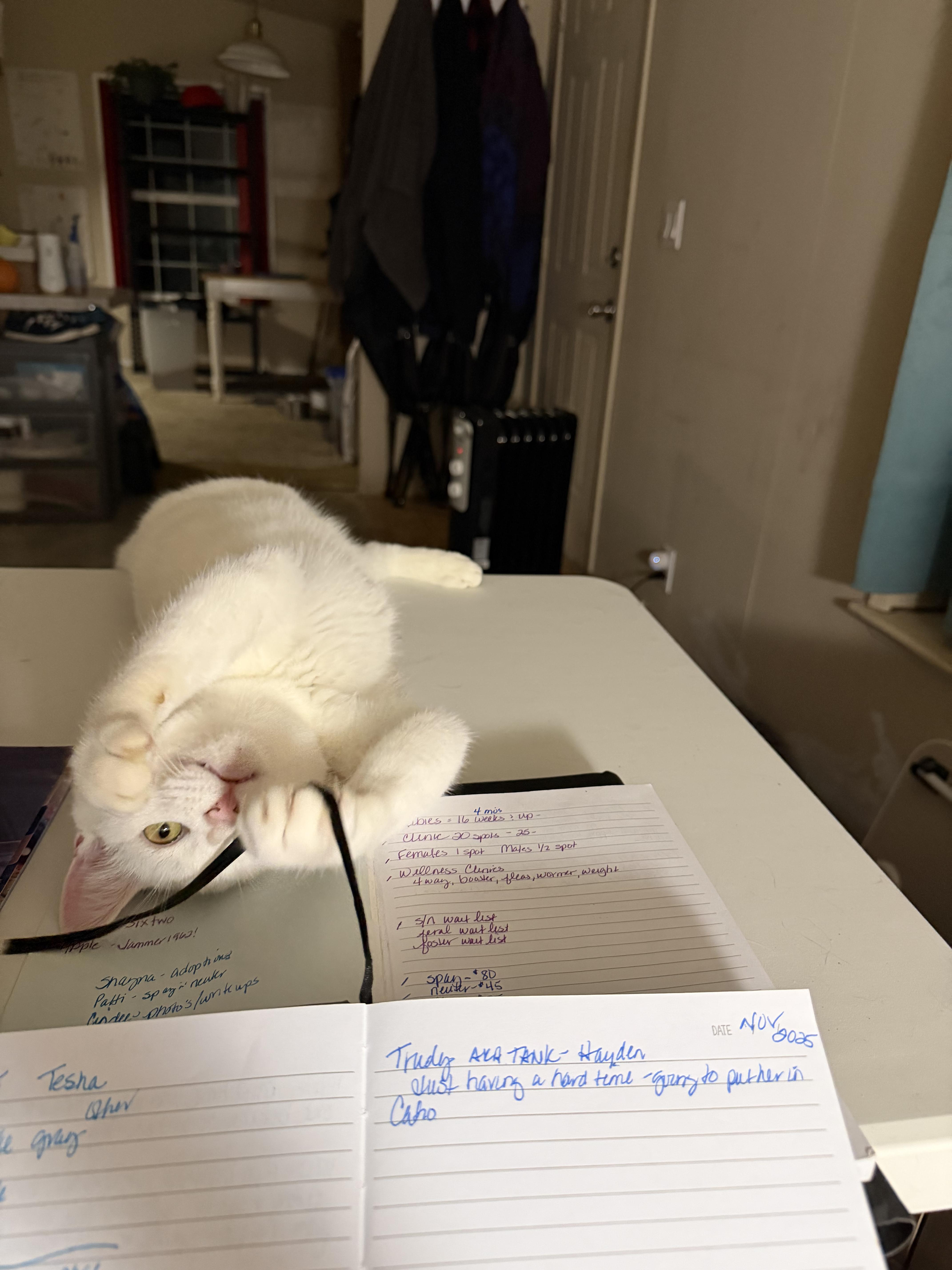 Enlarge Mercutio, a Adoptable Domestic Short Hair in Tillamook, OR image 2/3