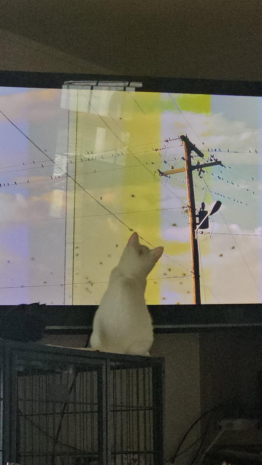 Enlarge Mercutio, a Adoptable Domestic Short Hair in Tillamook, OR image 3/3