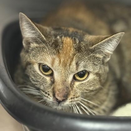 Flora, ADOPTABLE, Adult Female Domestic Short Hair.
