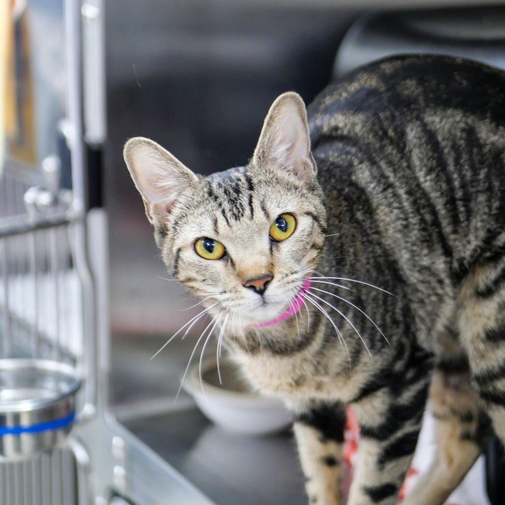 Tazie, Adoptable, Young Female Domestic Short Hair.