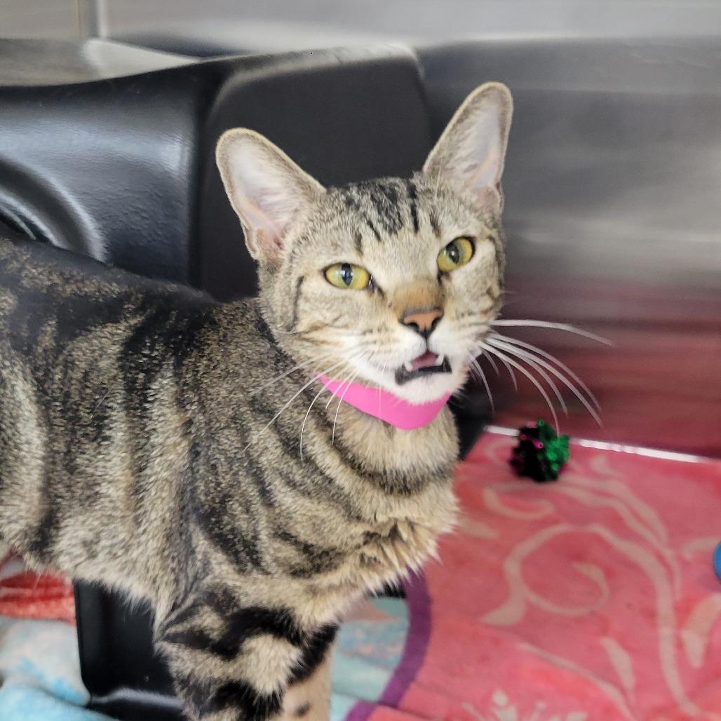 Enlarge Tazie, a Adoptable Domestic Short Hair in Albuquerque, NM image 2/4